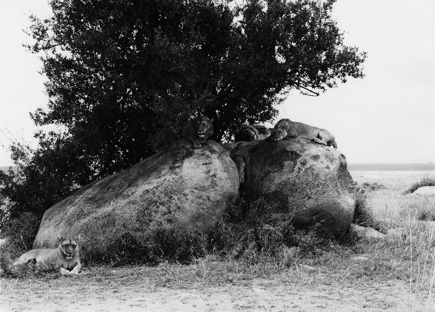 Lioness Nap time: Tanzania Africa Italy