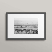 Zebras: Serengeti Plains Tanzania Africa framed