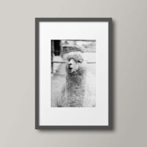 Feisty Llama: Peru framed