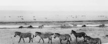 Zebras: Serengeti Plains Tanzania Africa