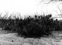 Image #25 - Abundance: Del Rio Texas