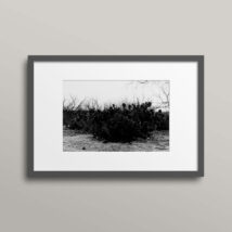 Abundance: Del Rio Texas framed