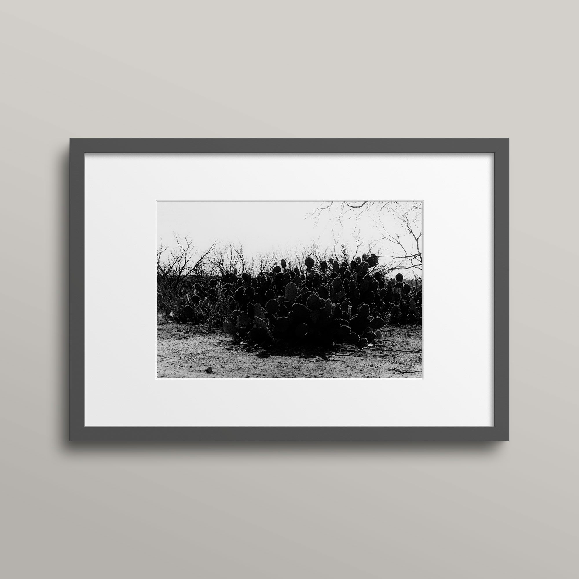 Black-And-White-Cactus-Photo-Del-Rio-Texas Abundance: Del Rio Texas framed
