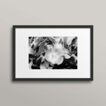 Blank-and-White-photo-Hope-No2