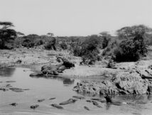 Hippopotamus: Tanzania Africa